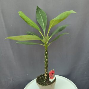 Plumeria Rubra Red - Hawaii rózsa ↑45cm ⊘14cm