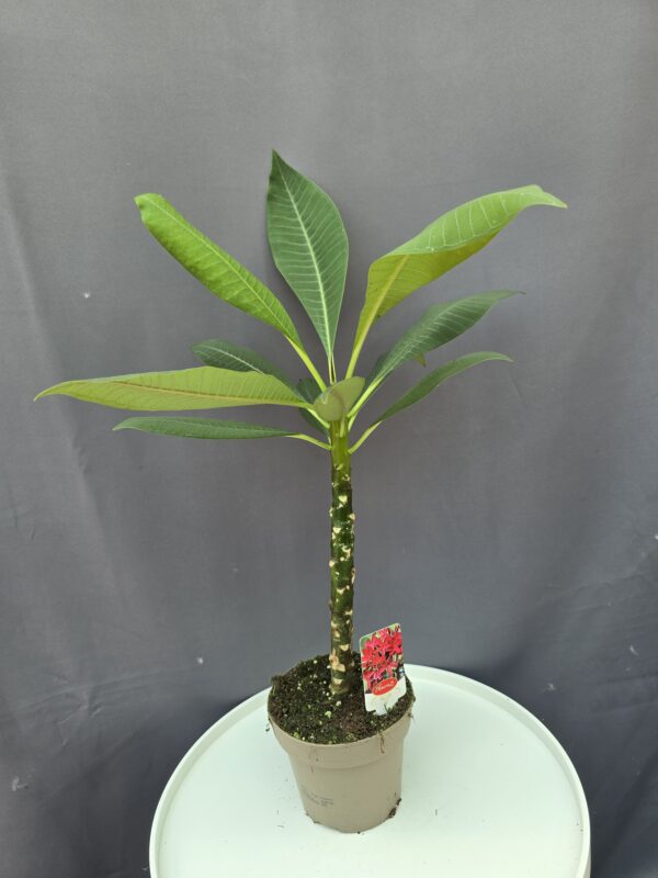 Plumeria Rubra Red - Hawaii rózsa ↑45cm ⊘14cm