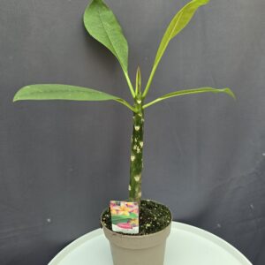 Plumeria rubra ’Rhonda ↑45cm ⊘14cm