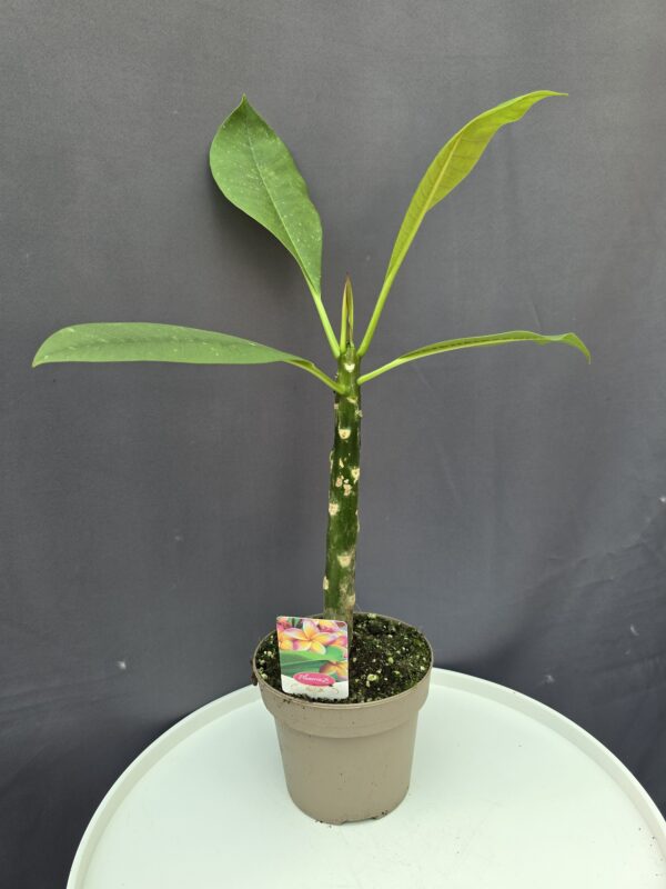 Plumeria rubra ’Rhonda ↑45cm ⊘14cm