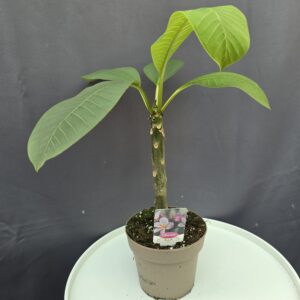 Plumeria rubra ’Divine' ↑45cm ⊘15cm