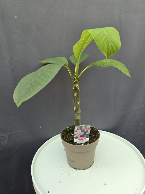 Plumeria rubra ’Divine' ↑45cm ⊘15cm
