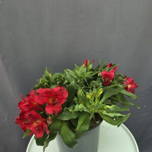 Astromeria vörös ↑40cm ⊘19cm