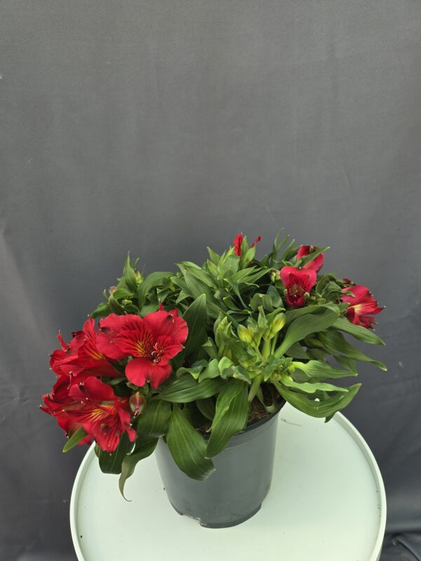 Astromeria vörös ↑40cm ⊘19cm