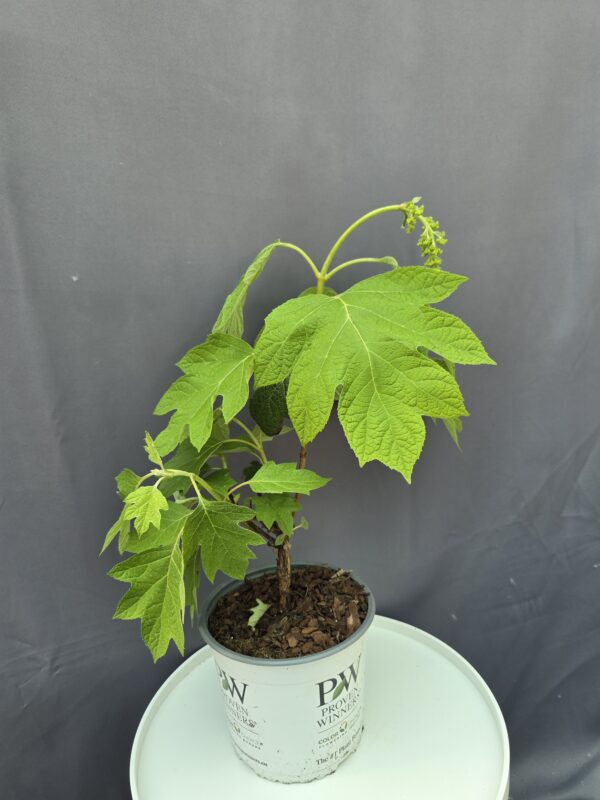 Hydrangea quercifolia Gatsby Pink ↑50cm ⊘19cm