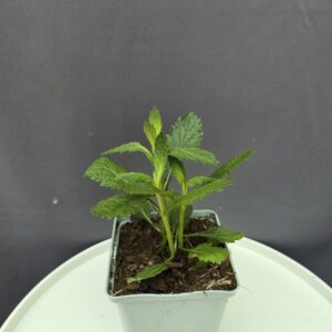Verbena bonariensis - Ernyős verbéna ↑25cm ⊘11cm