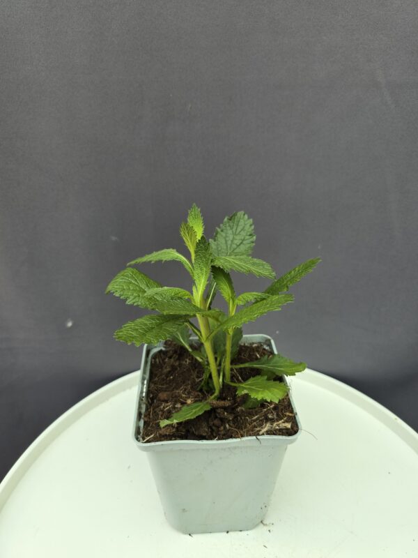 Verbena bonariensis - Ernyős verbéna ↑25cm ⊘11cm