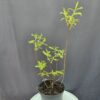 Kerti narancssárga rhododendron ↑55cm ⊘19cm