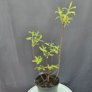 Kerti narancssárga rhododendron ↑55cm ⊘19cm