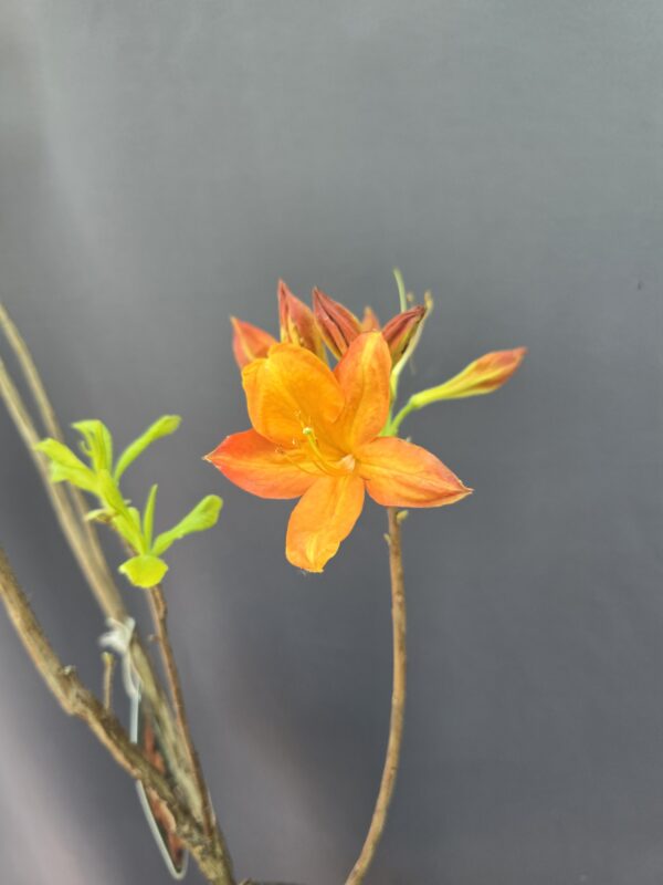 Kerti narancssárga rhododendron ↑55cm ⊘19cm - Image 2