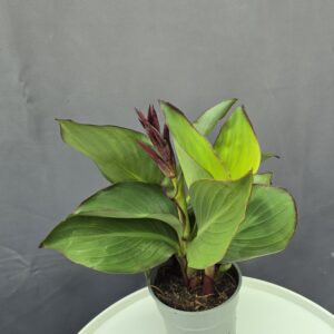 Piros Canna ↑40cm ⊘14cm