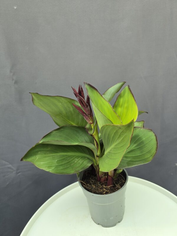 Piros Canna ↑40cm ⊘14cm