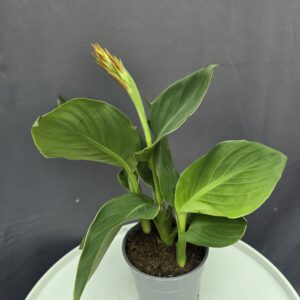 Narancssárga Canna↑40cm ⊘14cm
