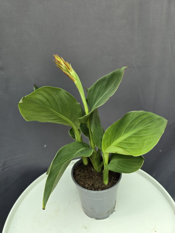 Narancssárga Canna↑40cm ⊘14cm
