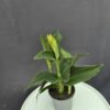 Citromsárga canna ↑40cm ⊘14cm