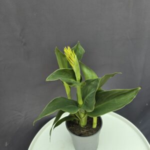 Citromsárga canna ↑40cm ⊘14cm
