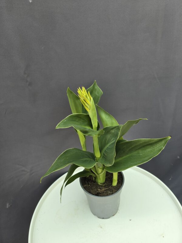 Citromsárga canna ↑40cm ⊘14cm