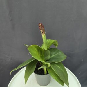 Rózsaszín Canna ↑40cm ⊘14cm