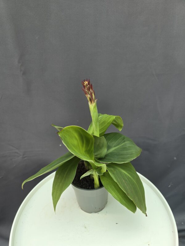 Rózsaszín Canna ↑40cm ⊘14cm