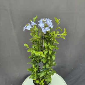 Ólomvirág - Plumbago ↑50cm ⊘15cm
