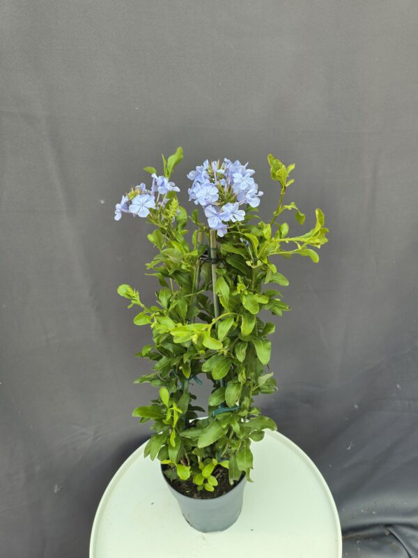 Ólomvirág - Plumbago ↑50cm ⊘15cm