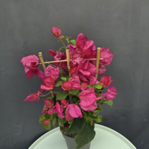 Bougenvillea rózsaszín ↑40cm ⊘12cm