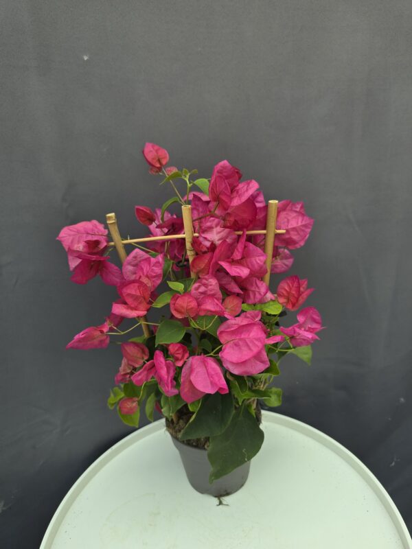 Bougenvillea rózsaszín ↑40cm ⊘12cm
