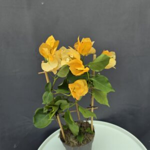 Bougenvillea sárga ↑40cm ⊘12cm