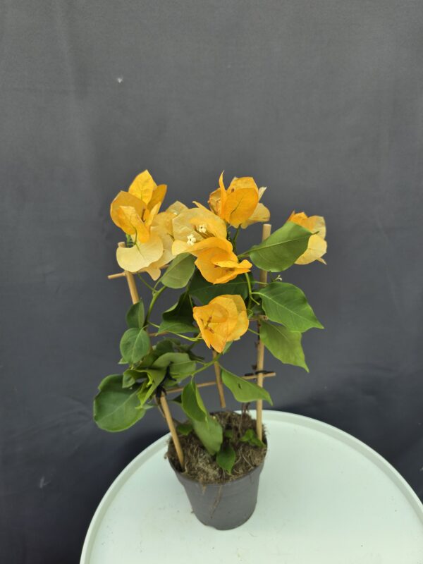 Bougenvillea sárga ↑40cm ⊘12cm