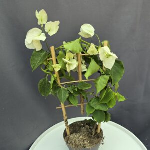Bougenvillea fehér ↑40cm ⊘12cm