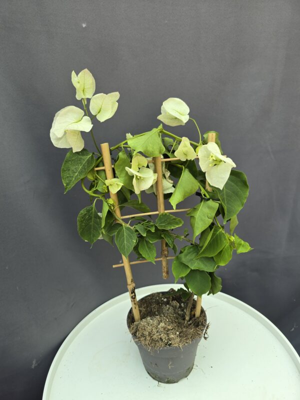 Bougenvillea fehér ↑40cm ⊘12cm
