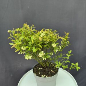 Áfonya ↑40cm ⊘17cm