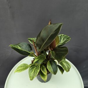 Philodendron Birkin ↑35cm ⊘12cm