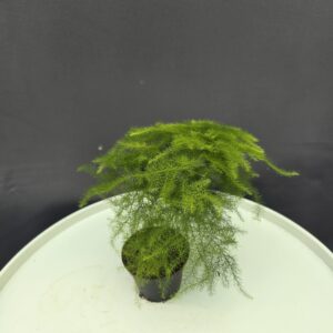 Fátyol aszparágusz mini ↑15cm ⊘7cm