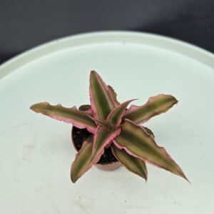Levélcsillag - Cryptanthus ↑10cm ⊘5cm
