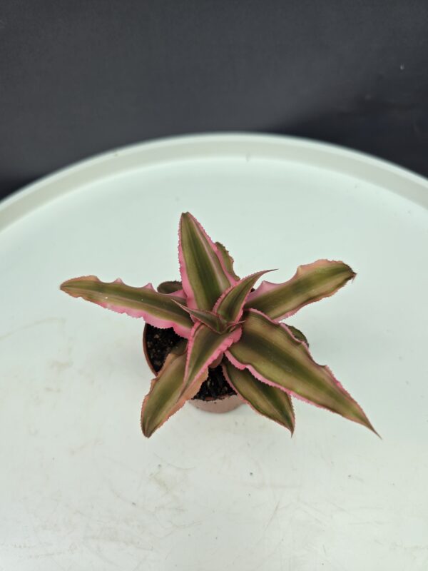 Levélcsillag - Cryptanthus ↑10cm ⊘5cm