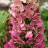 Hydrangea quercifolia Gatsby Pink ↑50cm ⊘19cm - Image 2