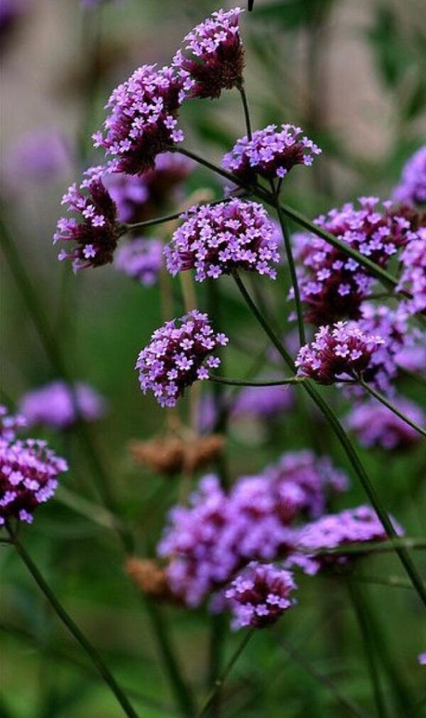 Verbena bonariensis - Ernyős verbéna ↑25cm ⊘11cm - Image 2