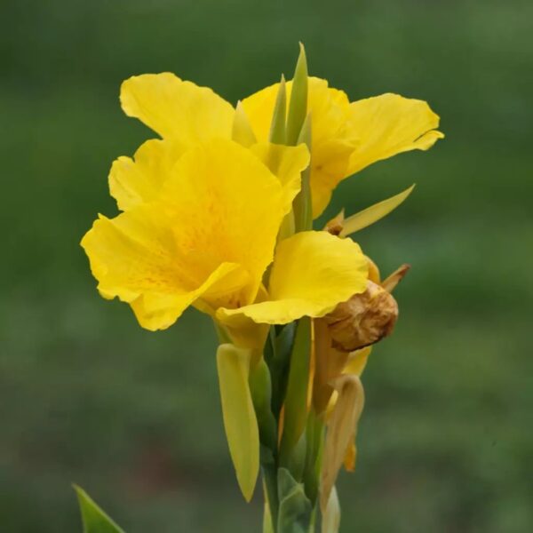 Citromsárga canna ↑40cm ⊘14cm - Image 2