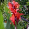 Piros Canna ↑40cm ⊘14cm - Image 2