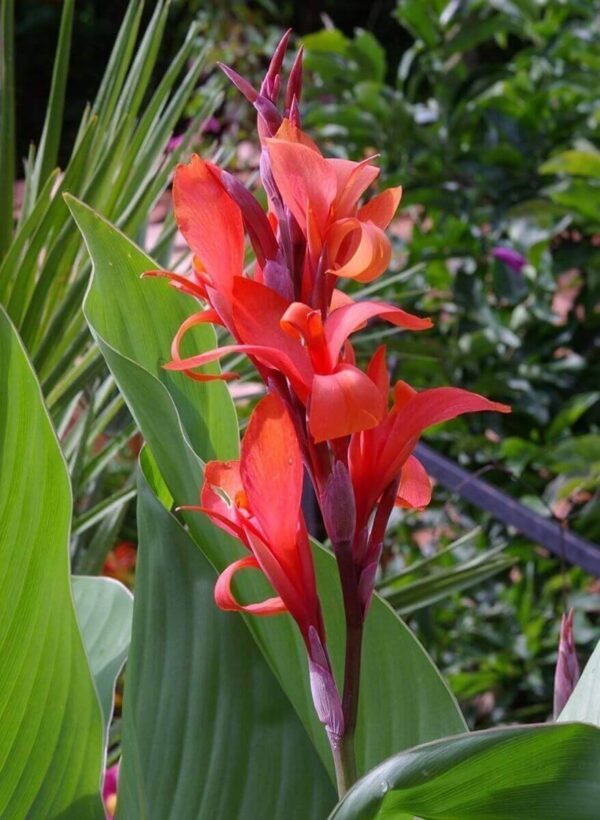 Piros Canna ↑40cm ⊘14cm - Image 2