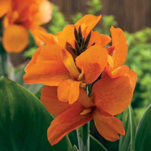 Narancssárga Canna↑40cm ⊘14cm - Image 2