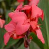 Rózsaszín Canna ↑40cm ⊘14cm - Image 2