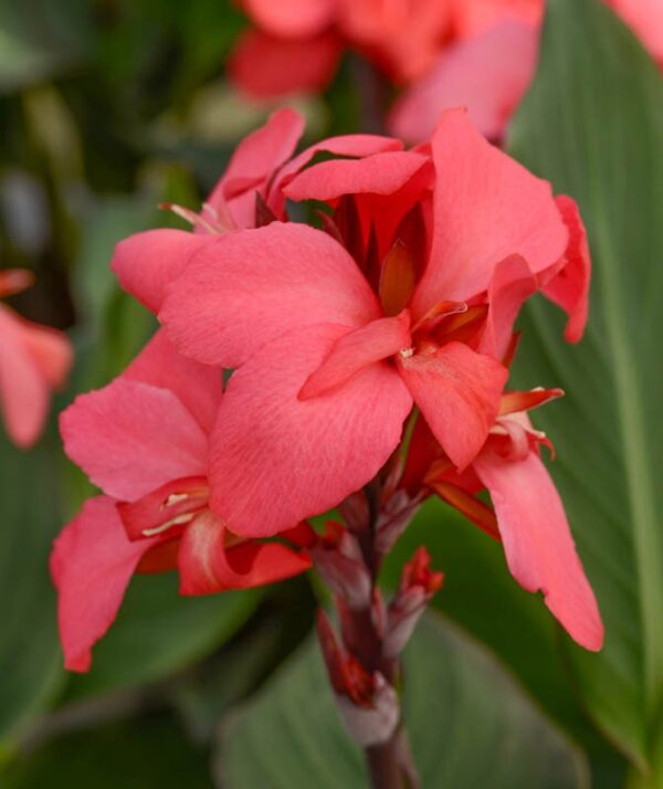Rózsaszín Canna ↑40cm ⊘14cm - Image 2