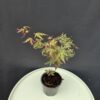 Acer palmatum 'Iyoshi ↑30cm ⊘10cm