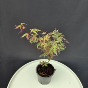 Acer palmatum 'Iyoshi ↑30cm ⊘10cm