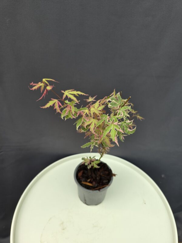 Acer palmatum 'Iyoshi ↑30cm ⊘10cm