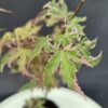 Acer palmatum 'Iyoshi ↑30cm ⊘10cm - Image 2