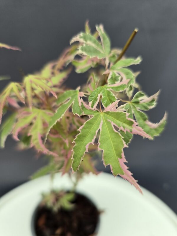 Acer palmatum 'Iyoshi ↑30cm ⊘10cm - Image 2