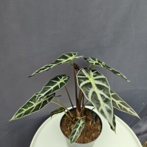 Alocasia Bambino ↑35cm ⊘12cm